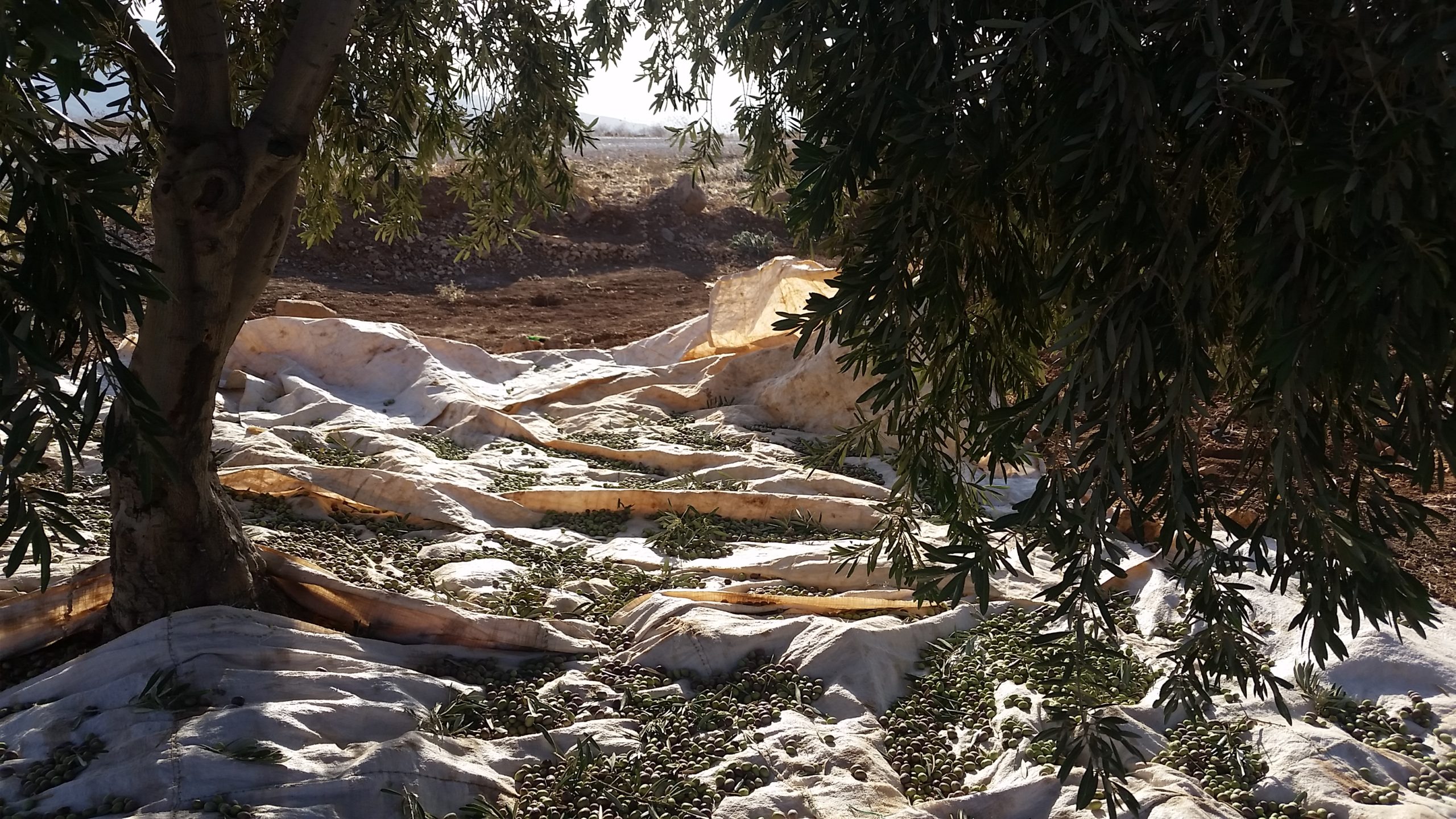 Olive harvesting, photo courtesy of B. Barrineau. 