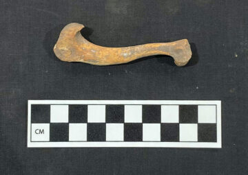 Dwarf dog humerus (upper forelimb) from the Petra North Ridge Project