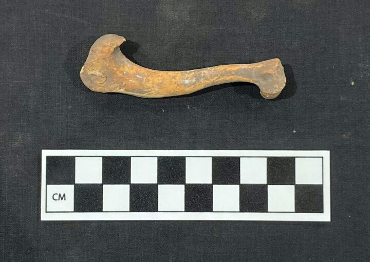 Dwarf dog humerus (upper forelimb) from the Petra North Ridge Project