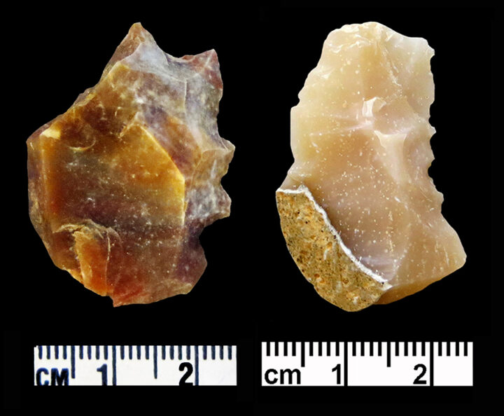 Denticulate (left); microdenticulate (right). (Photo by Gary Rollefson.)