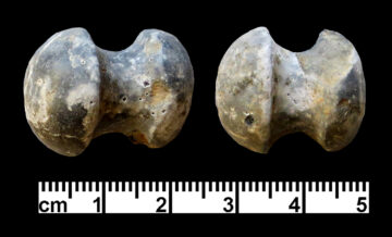 Stone labret. (Photo by G. O. Rollefson.)